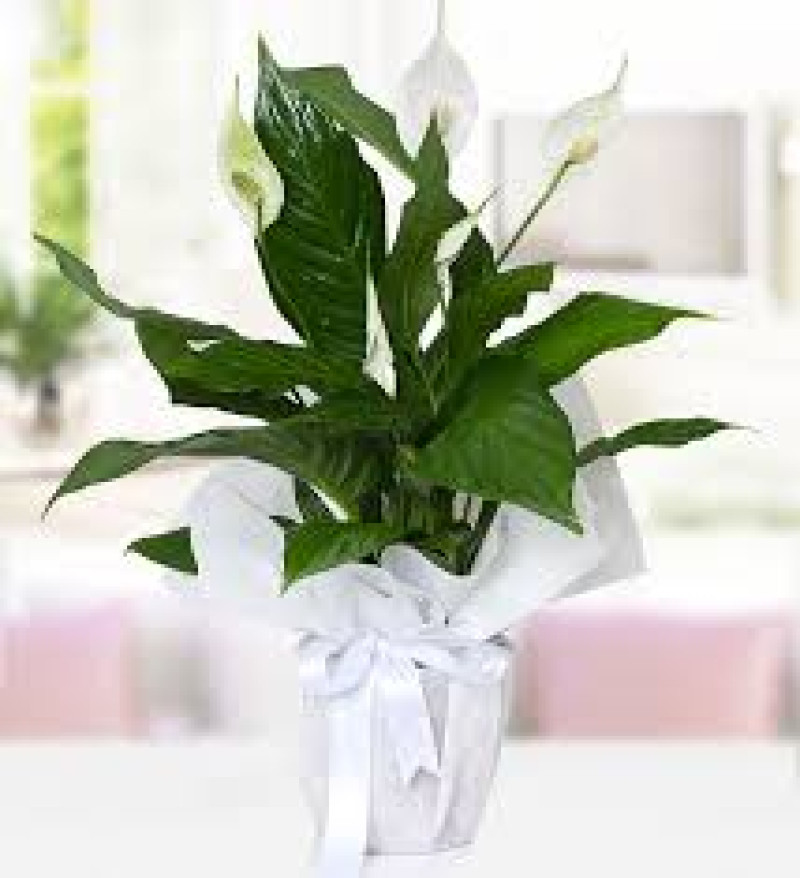 SPATİFİLYUM & BARIŞ ÇİÇEĞİ