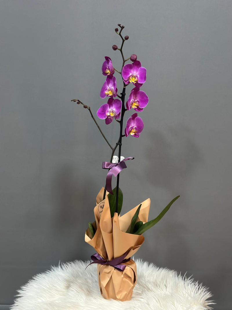 TEK DAL İTHAL ORKİDE